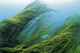 Spirulina alga