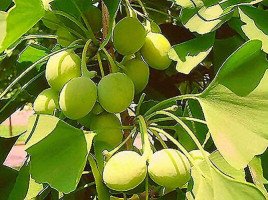 Ginkgo biloba