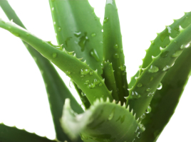 Aloe vera