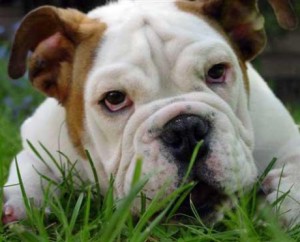 Angol bulldog kutya