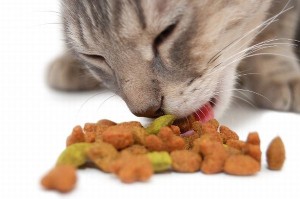 Macska táplálkozás