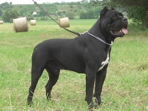 Cane Corso kutya