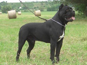 Cane Corso kutya