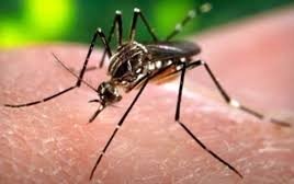 Zika-vírus