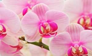 Orchidea