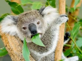 Ausztrál koala