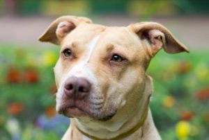 Amerikai pitbull terrier