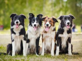 Border collie