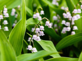 Convallaria majalis