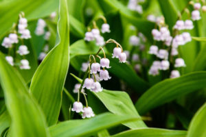 Convallaria majalis