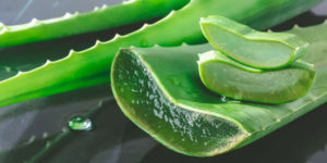 Aloe vera