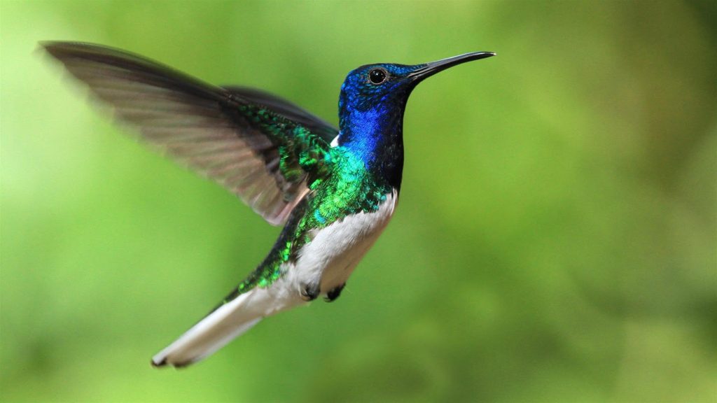 Mikor van a kolibri migráció?