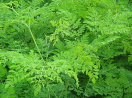 Moringa