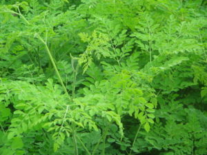 Moringa