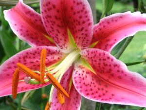 Stargazer liliom