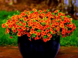 Calibrachoa