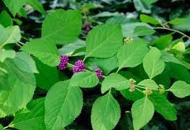 Callicarpa Americana