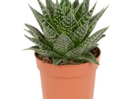 Gasteria