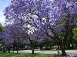 Jacaranda fa