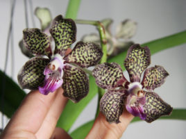 Vanda Orchidea