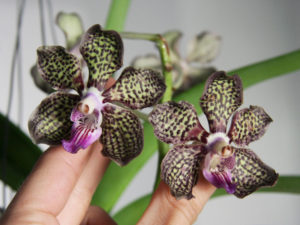 Vanda Orchidea