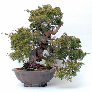 Bonsai