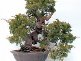 Bonsai