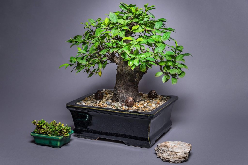 Japán bonsai fa